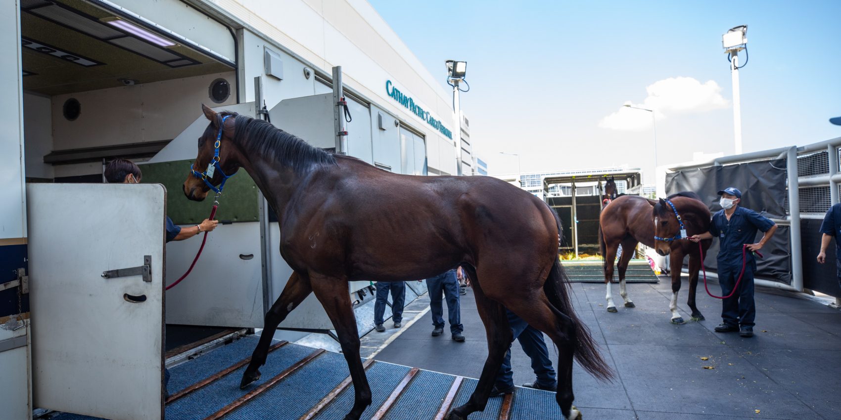 Cathay pacific 2024 pet travel